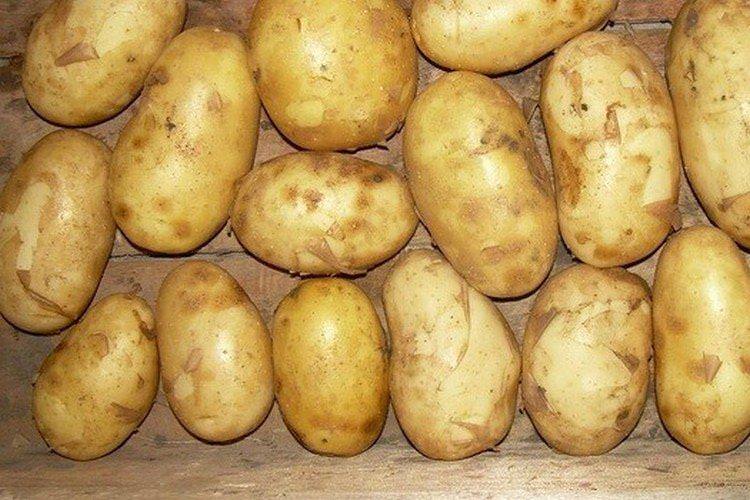 Весна біла - Найкращі сорти картоплі для Ленінградської області