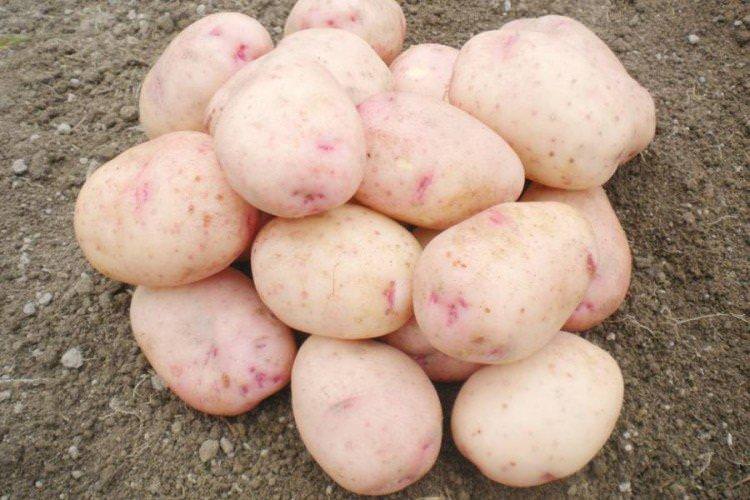 Аврора - Найкращі сорти картоплі для Ленінградської області