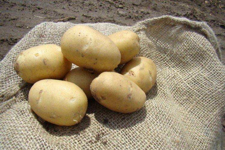 Наяда - Найкращі сорти картоплі для Ленінградської області