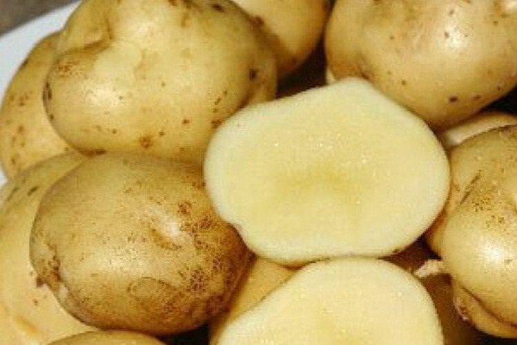 Пушкінець - Найкращі сорти картоплі для Ленінградської області