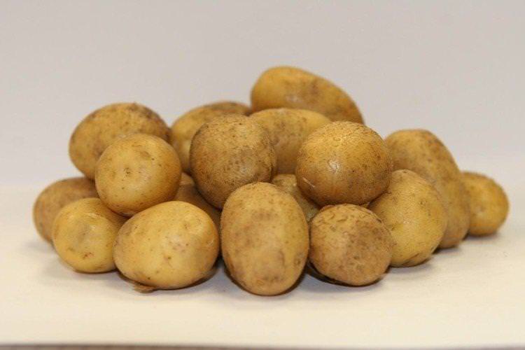 Латона - Найкращі сорти картоплі для Ленінградської області