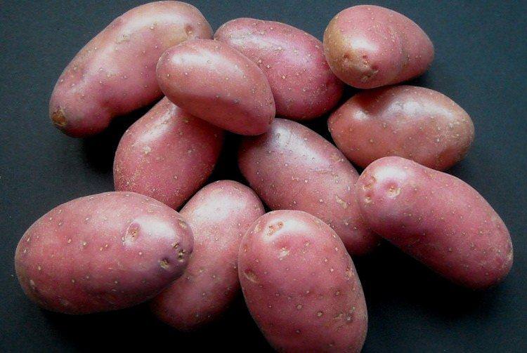 Беллароза - Найкращі сорти картоплі для Уралу