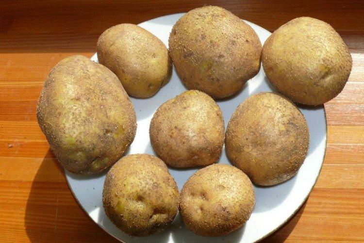 Вінета - Найкращі сорти картоплі для Уралу