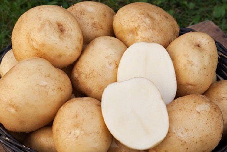 Лорх - Найкращі сорти картоплі для Уралу