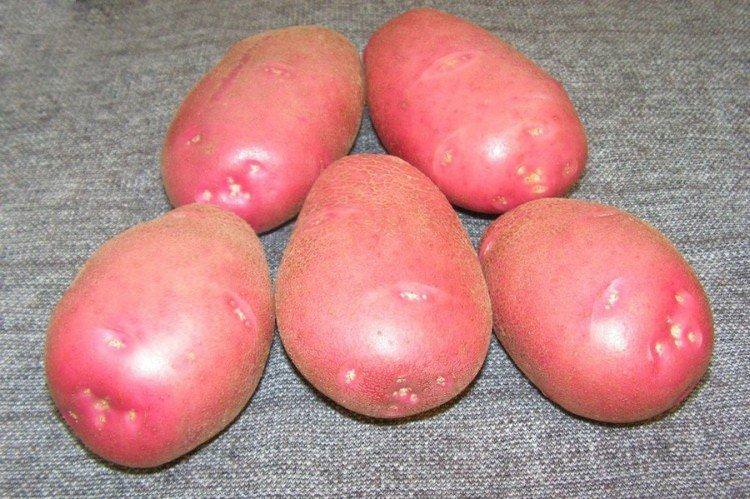 Любава - Найкращі сорти картоплі для Уралу