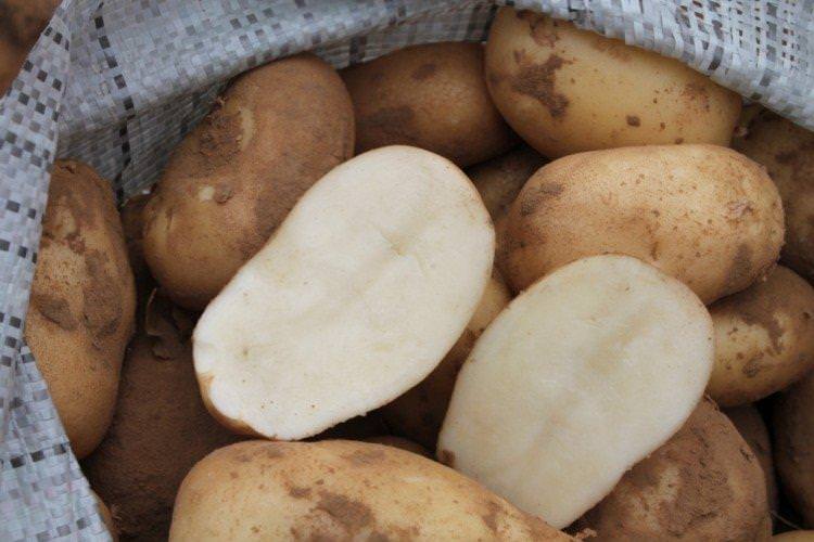 Удача - Найкращі сорти картоплі для Уралу
