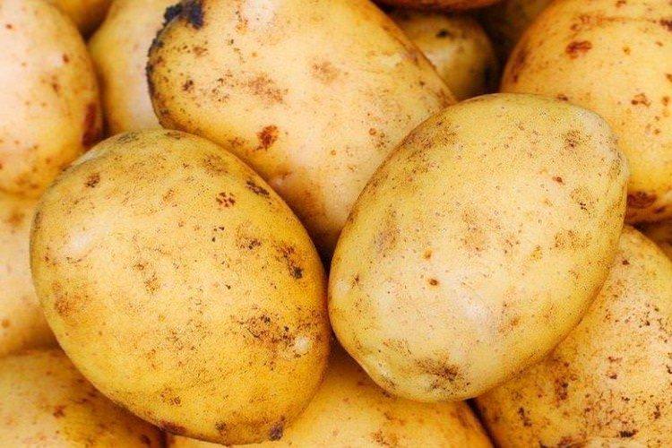 Адретта - Найкращі сорти картоплі для Сибіру