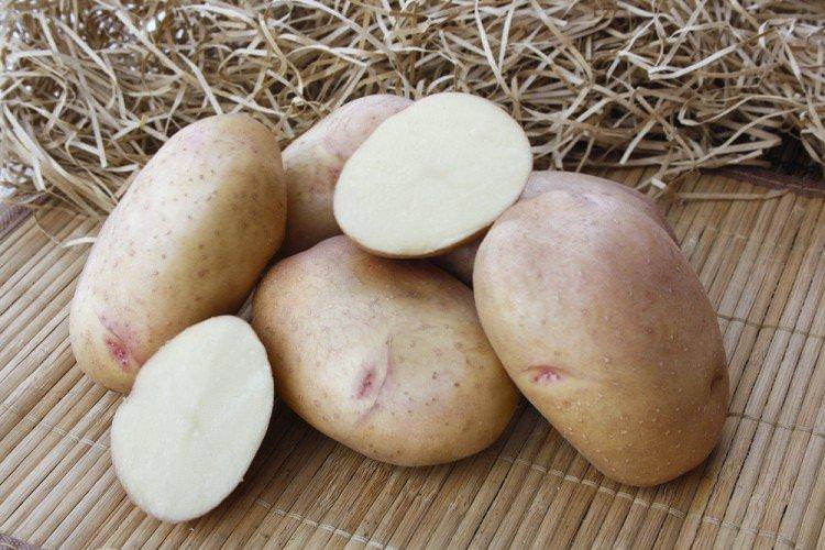 Олена - Найкращі сорти картоплі для Сибіру