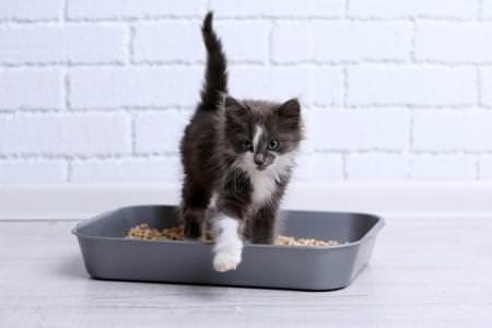 Як привчити кошеня до лотка в квартирі: швидко та легко
