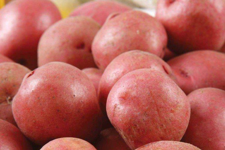 Каменська - Найкращі сорти картоплі для Сибіру