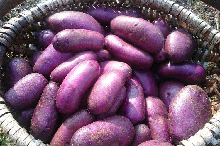 Циганка - Російські сорти картоплі