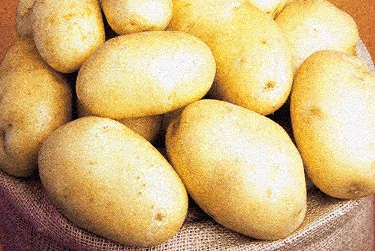 Кубанки- Російські сорти картоплі