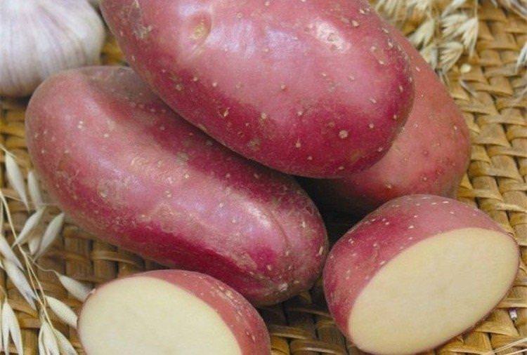 Ажур - Російські сорти картоплі