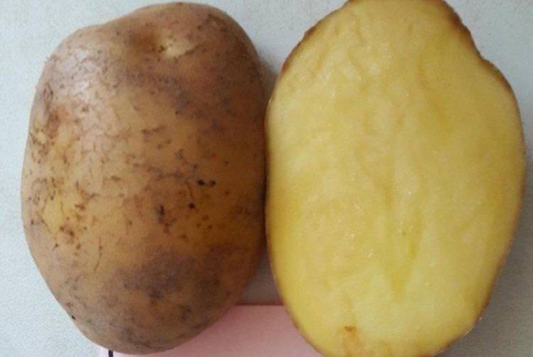 Криниця - Білоруські сорти картоплі