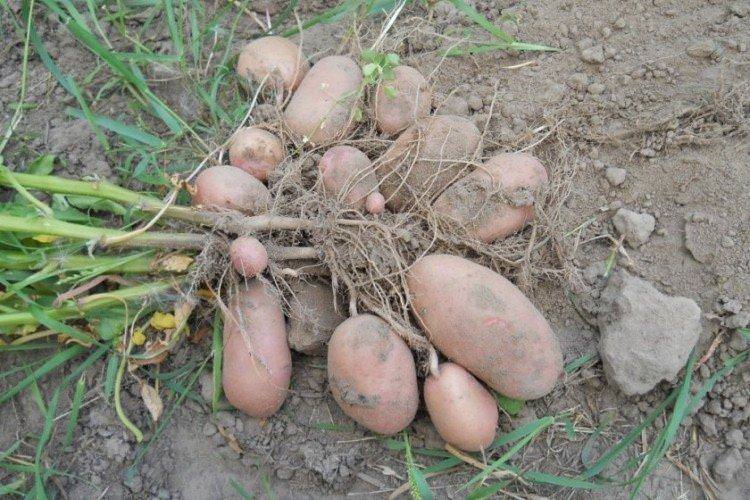 Тирас - Українські сорти картоплі