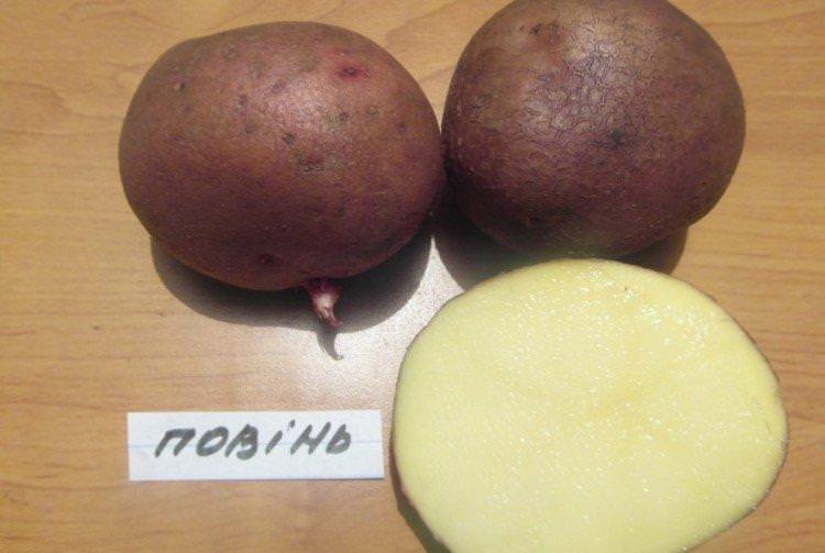 Повінь - Українські сорти картоплі