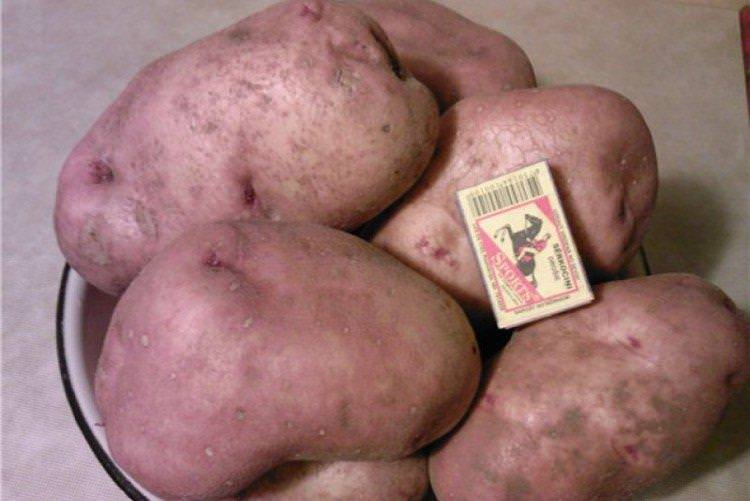 Слов'янка - Українські сорти картоплі