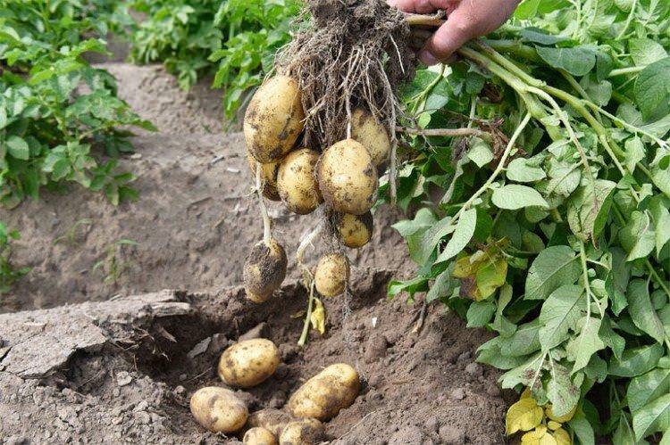 Щедрик - Українські сорти картоплі