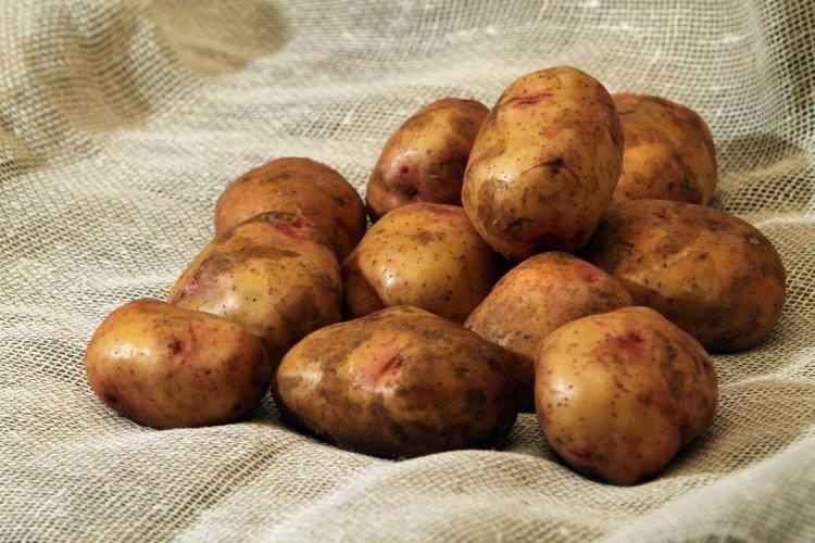 Київський свитанок - Українські сорти картоплі