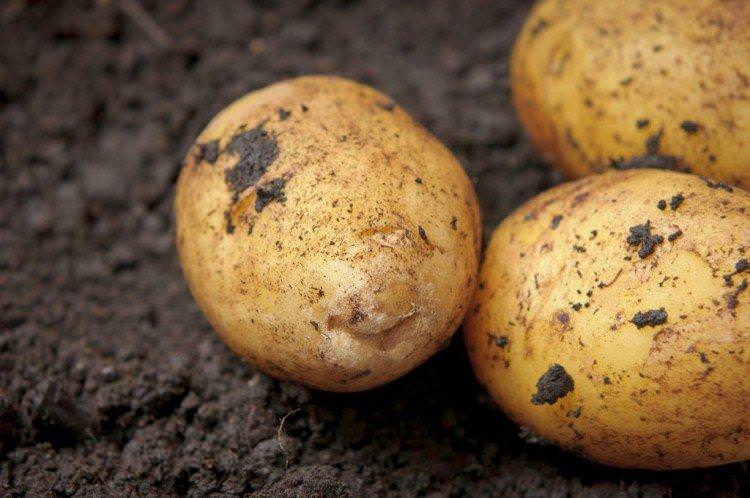 Арізона - Голландські сорти картоплі