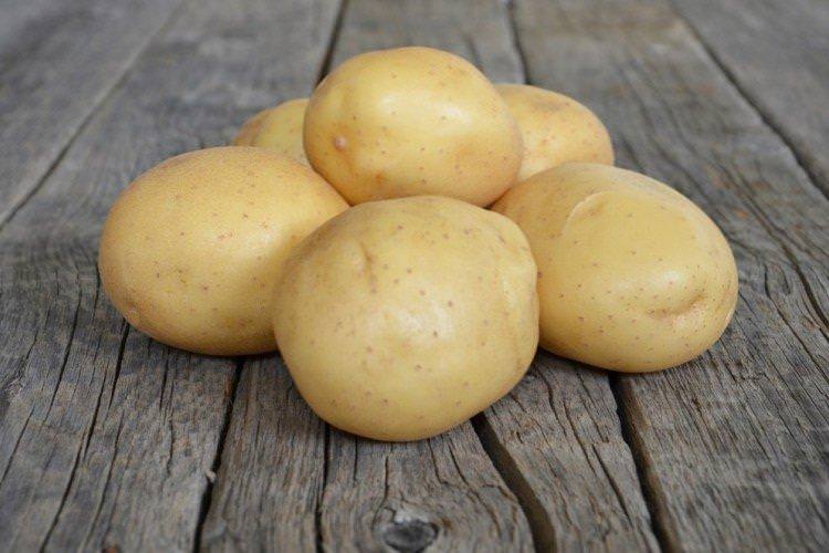 Мелодія - Голландські сорти картоплі