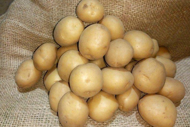 Рів'єра - Голландські сорти картоплі