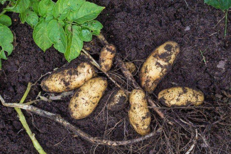 Гранада - Німецькі сорти картоплі