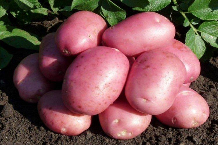 Лабелла - Німецькі сорти картоплі