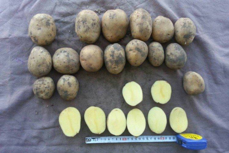 Тоскана - Німецькі сорти картоплі