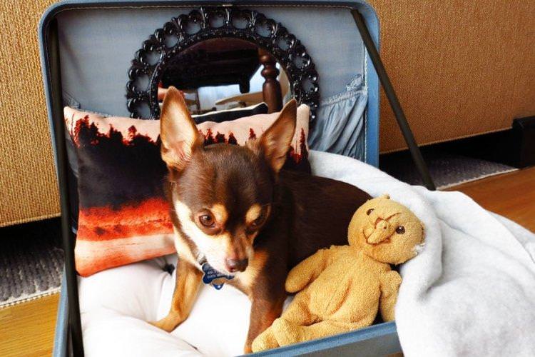 Лежанка з валізи - Лежанка для собаки своїми руками