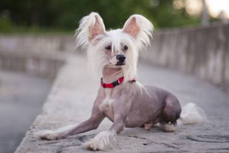 Китайський чубатий собака: опис породи (60 фото)