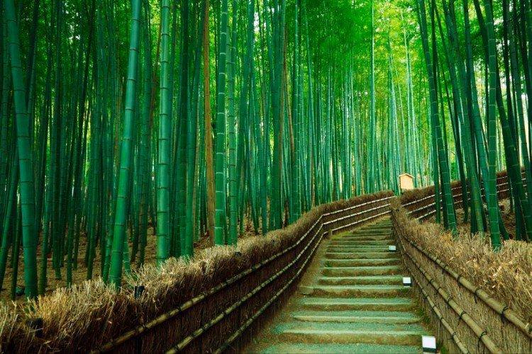 Бамбуковий ліс, Японія - Найкрасивіші місця у світі