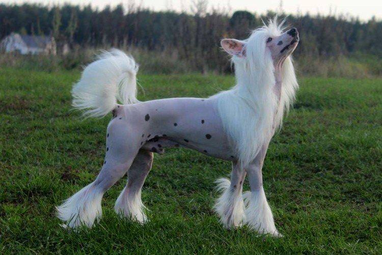 Китайський чубатий собака - фото