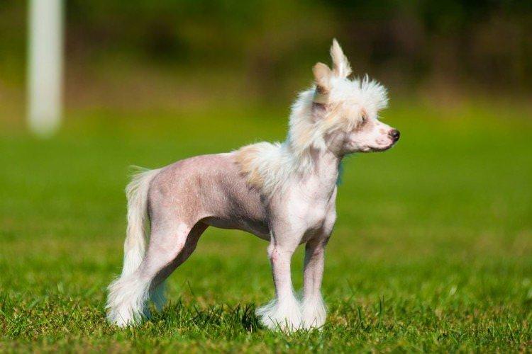 Китайський чубатий собака - фото