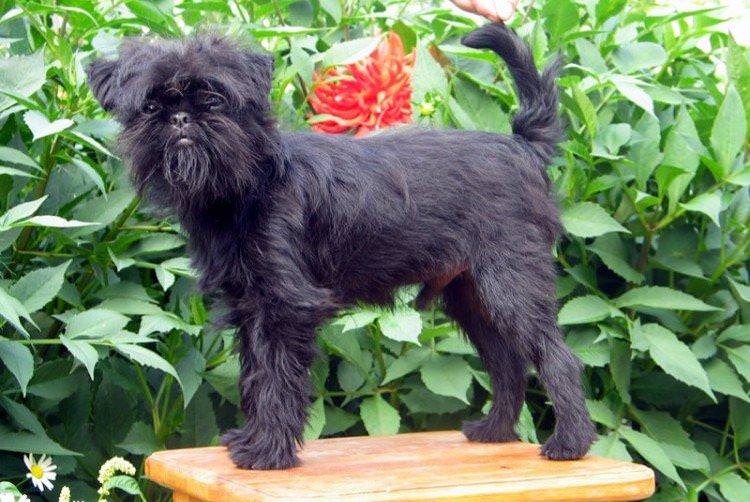 Аффенпінчер - Найменші собаки у світі