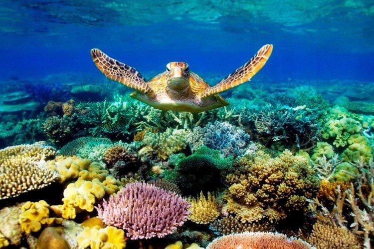 Великий Бар'єрний Риф, Австралія - ​​Найкрасивіші місця у світі