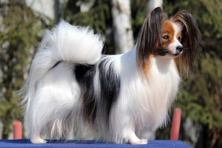 Папільйон - Найменші собаки у світі