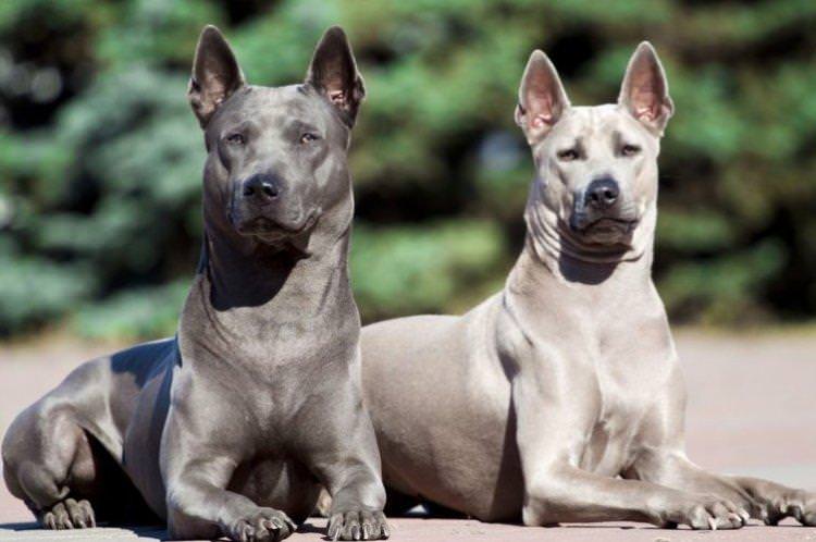 Тайський ріджбек - Найдорожчі породи собак у світі