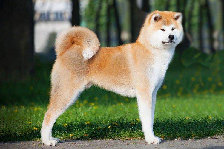 Акіта-іну - Найдорожчі породи собак у світі