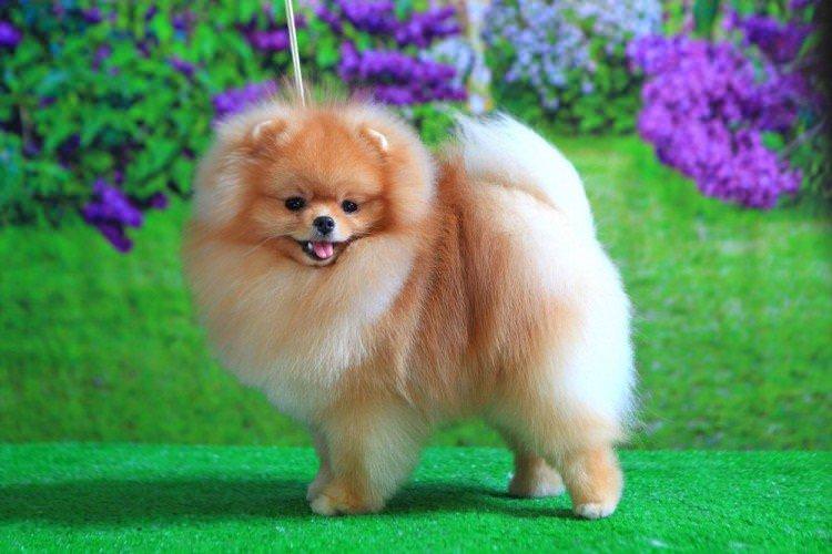 Померанський шпіц - Найменші собаки у світі