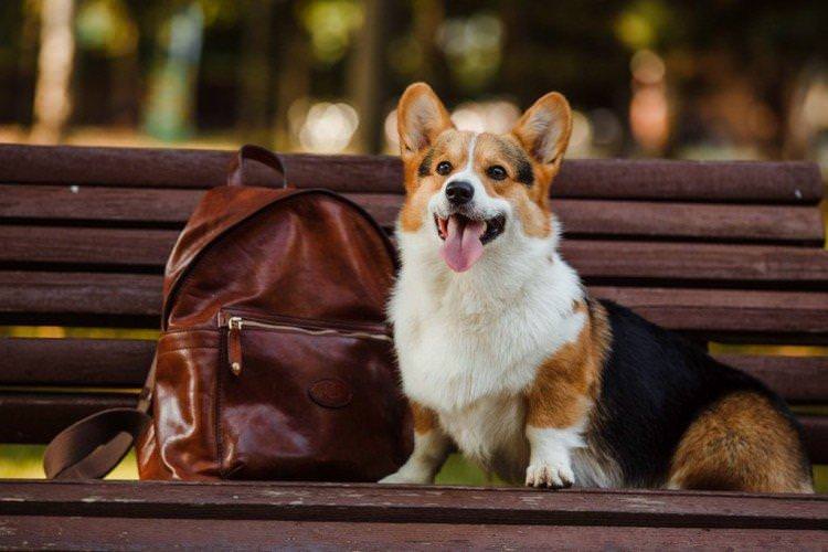 Вельш-корги пемброк - Найдорожчі породи собак у світі