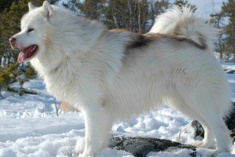 Канадський ескімоський собака - Найдорожчі породи собак у світі