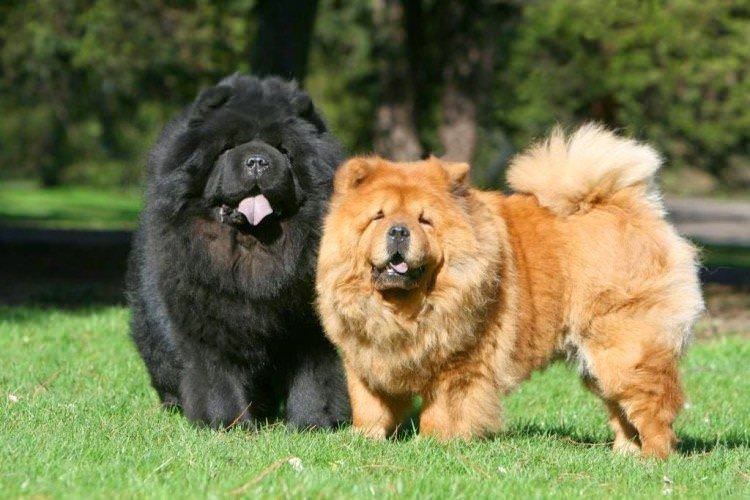 Чау-чау - Найдорожчі породи собак у світі