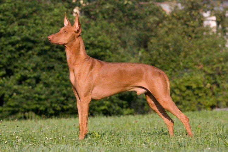 Фараонова собака - Найкращідорогі породи собак у світі