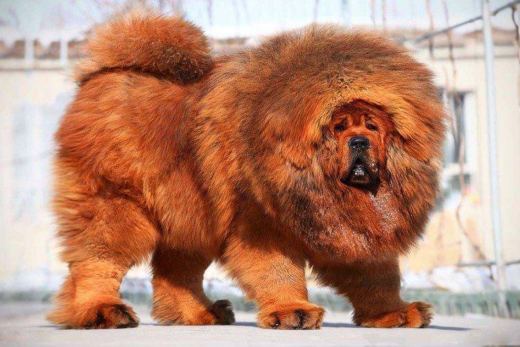 Тибетський мастиф - Найдорожчі породи собак у світі