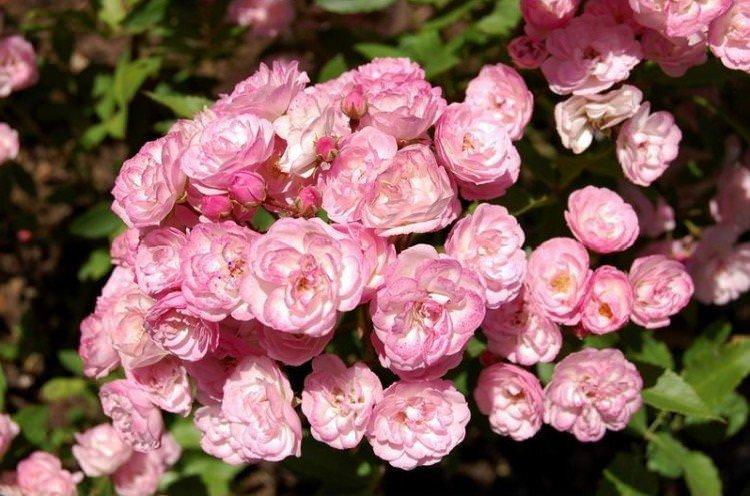 Хевенлі Пінк - Види та сорти паркових троянд