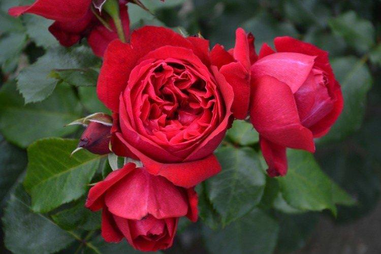 Рубан Руж - Види та сорти паркових троянд