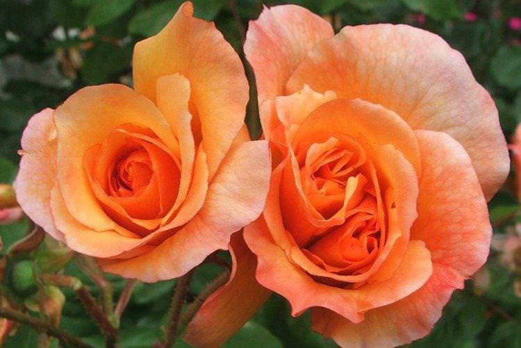 Вестерленд - Види та сорти паркових троянд