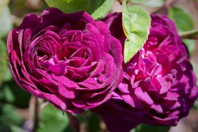 Кардинал Рішельє - Види та сорти кущових троянд