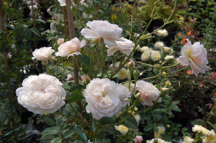 Олбрайтон Рамблер - Види та сорти кущових троянд